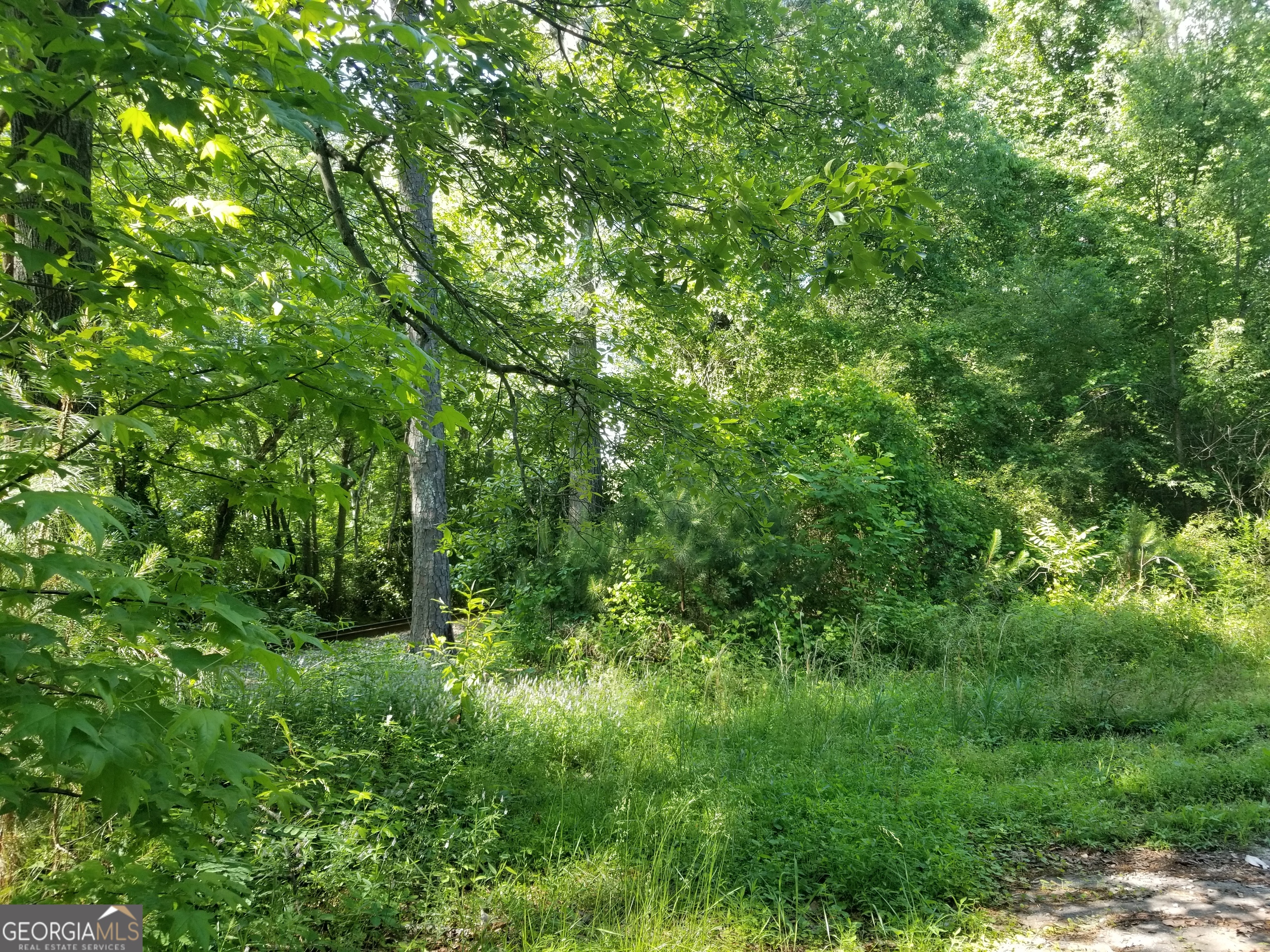 a view of a lush green forest