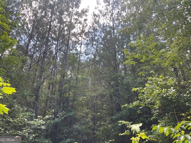 a view of a forest with a tree