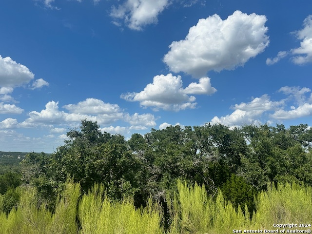 a view of a bunch of trees in background