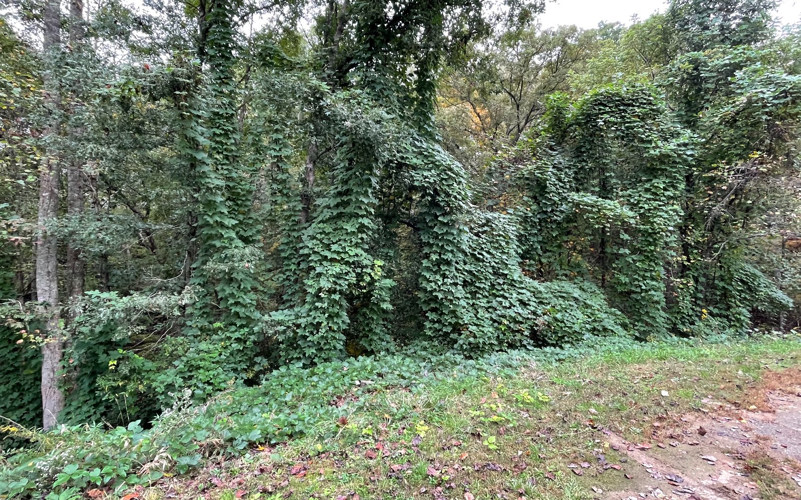 a view of a lush green forest