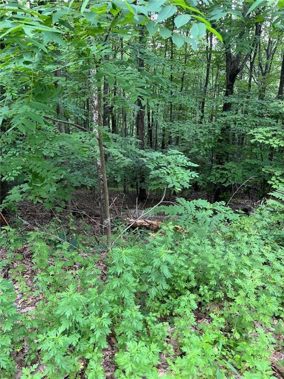 a view of a lush green forest