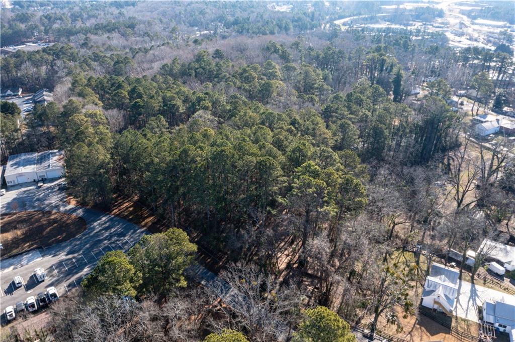 a view of a forest with a tree