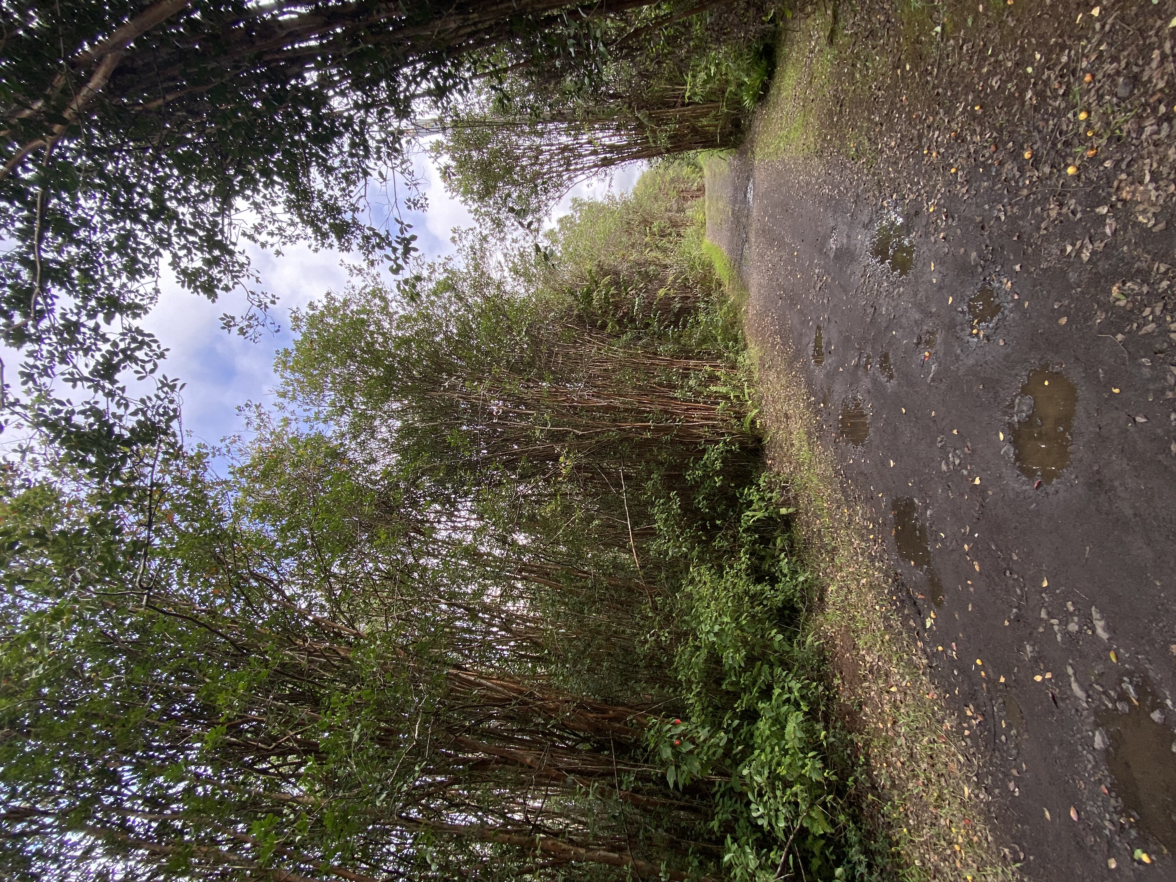 a view of a yard with a tree