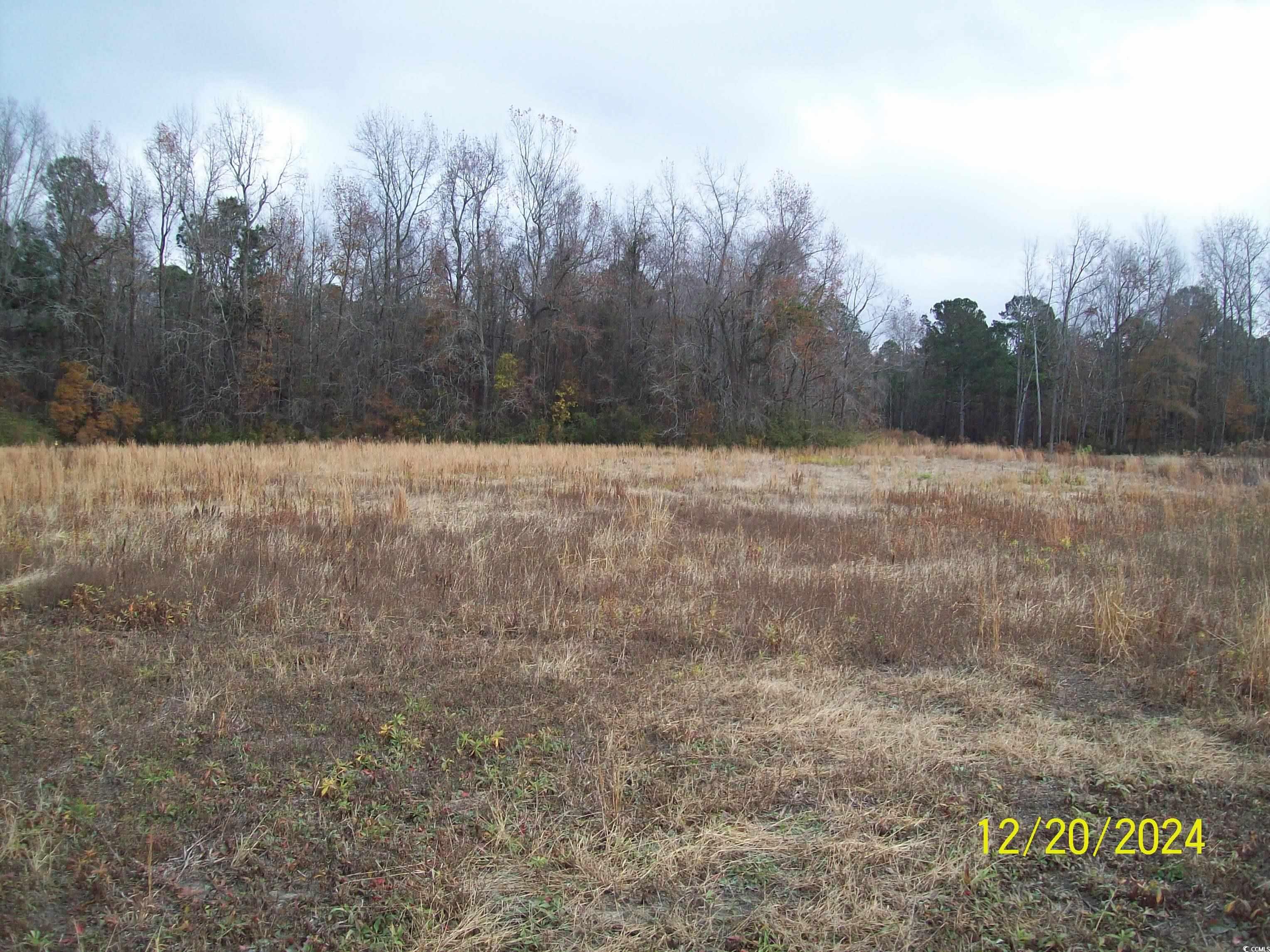 View of local wilderness