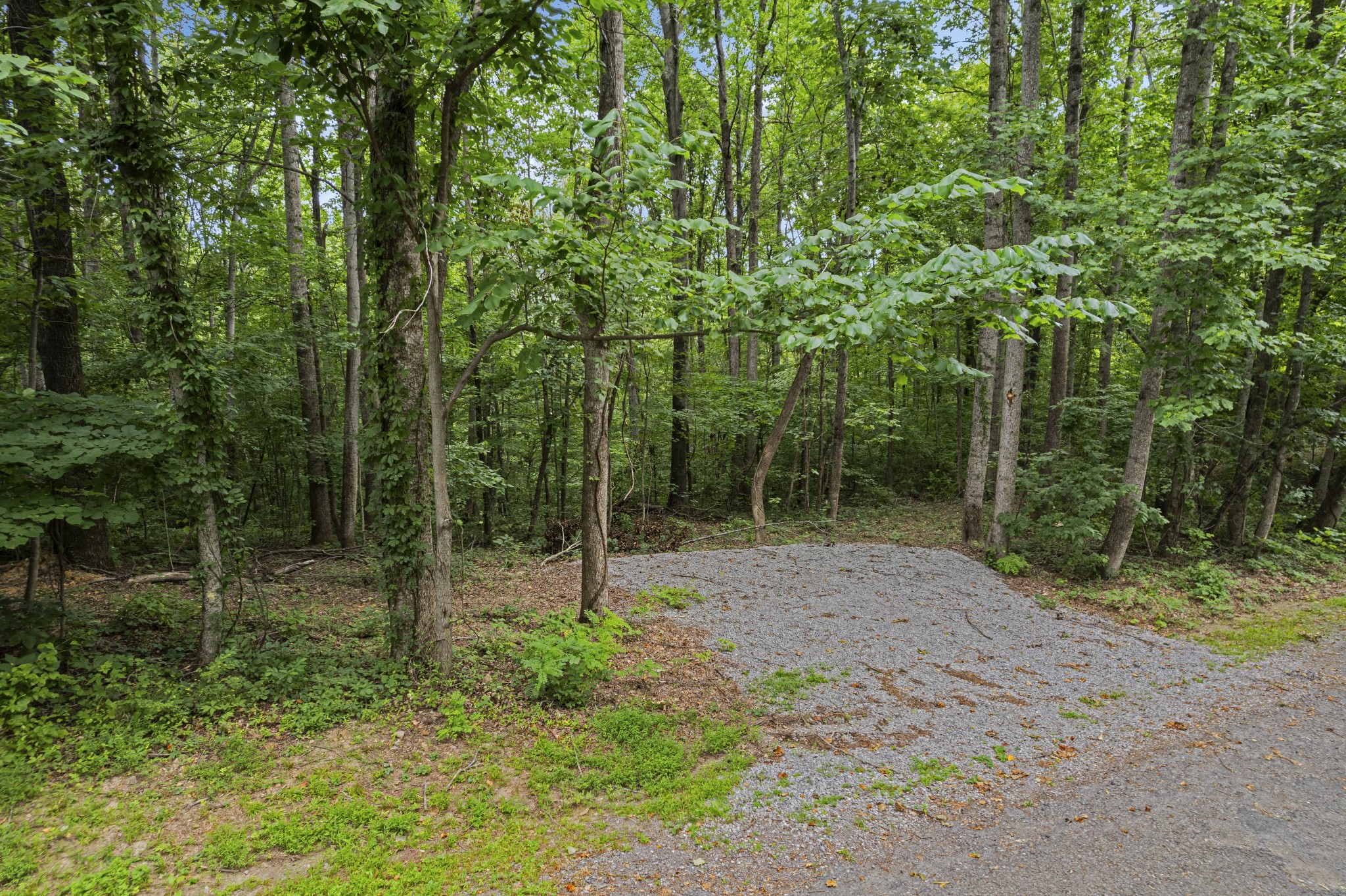 a view of outdoor space with lots of trees