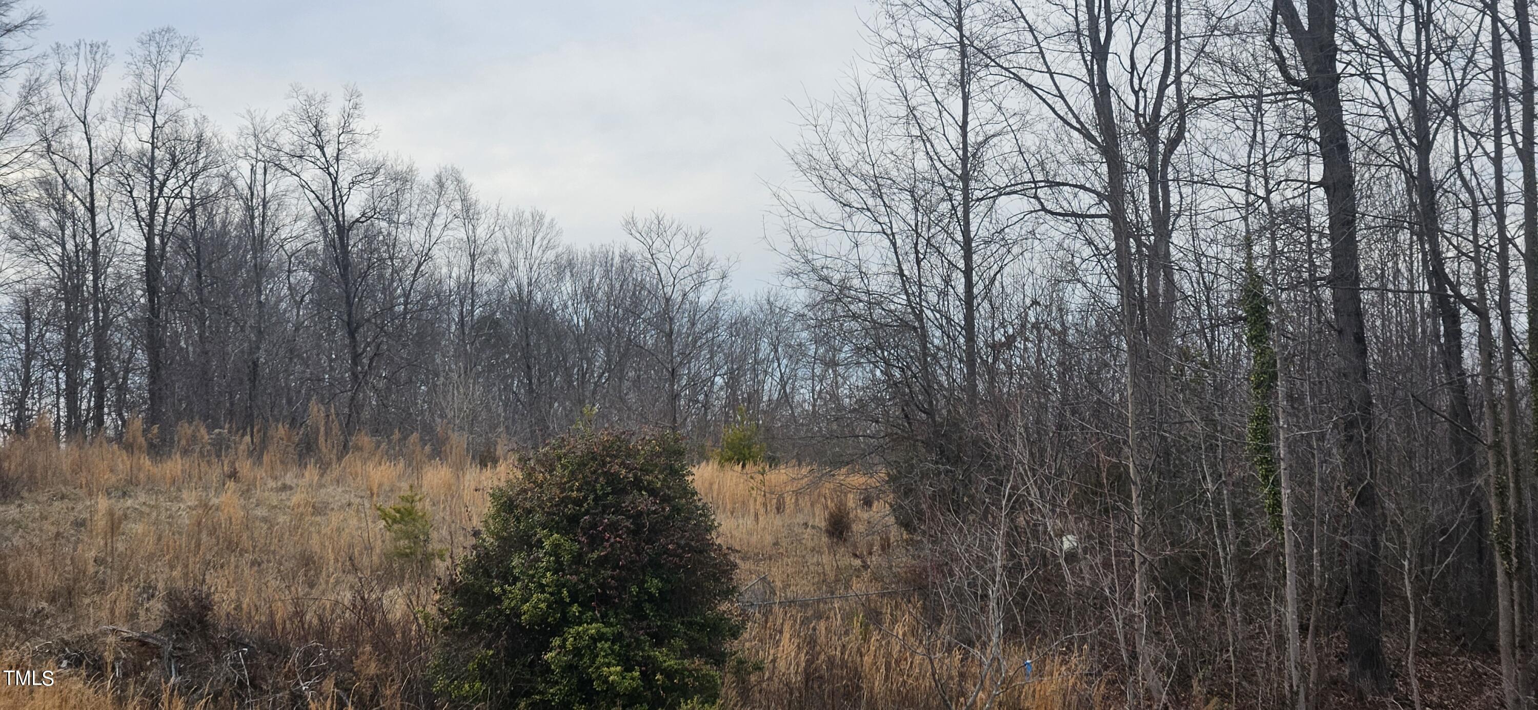 a view of a yard in a forest