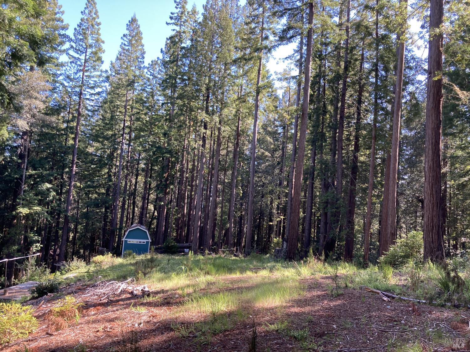 Redwoods surrounding sunny meadow.. Private and easily accessed.