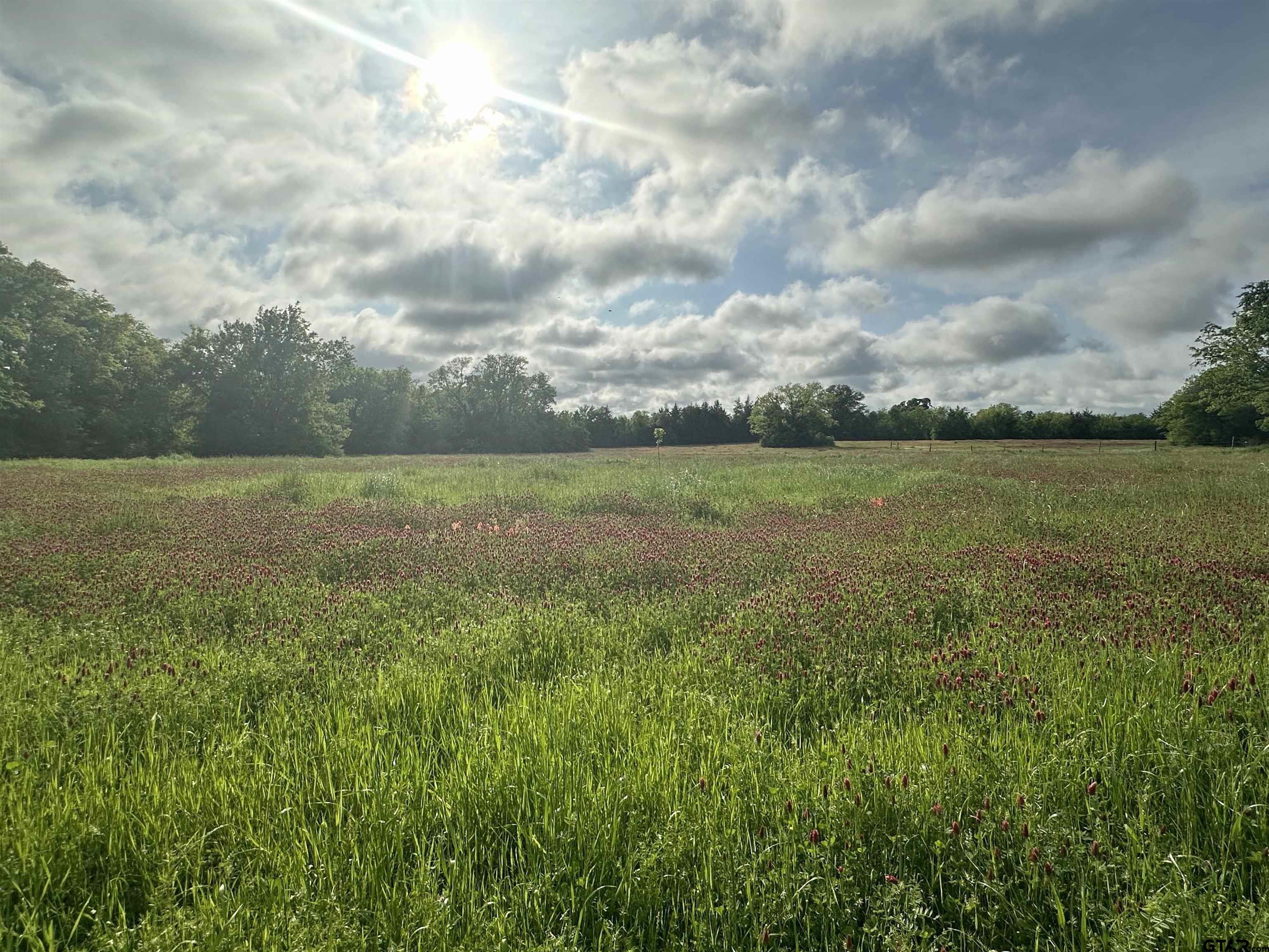 a view of a field with an trees