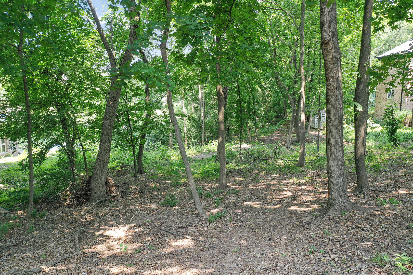 a view of a forest that has large trees