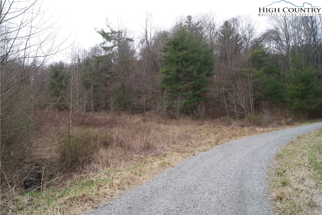 a view of a forest with trees in the background