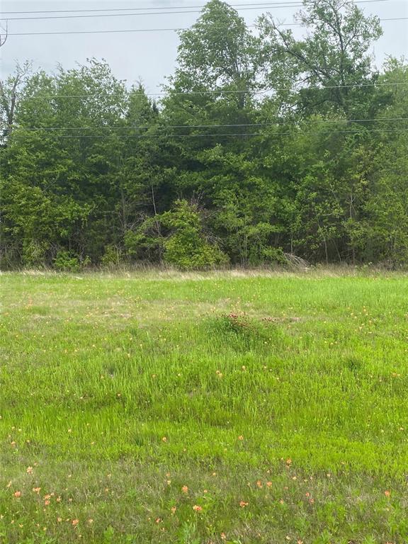 a view of a grassy field with trees