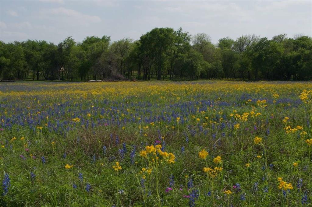 a view of a field with a trees in the background