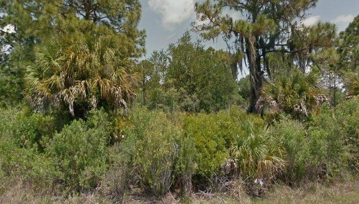 a view of a forest with a tree