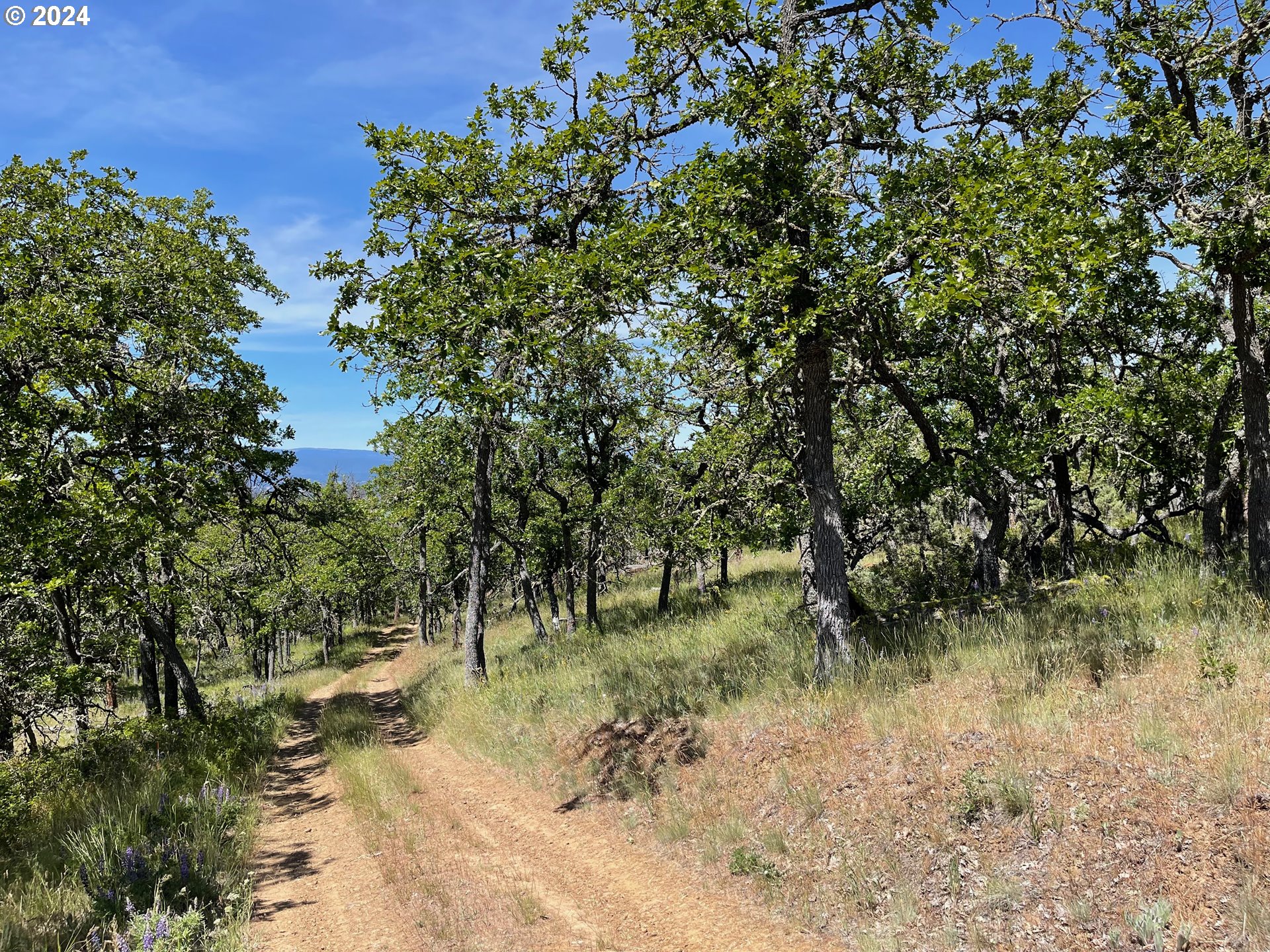 a view of a forest filled with trees