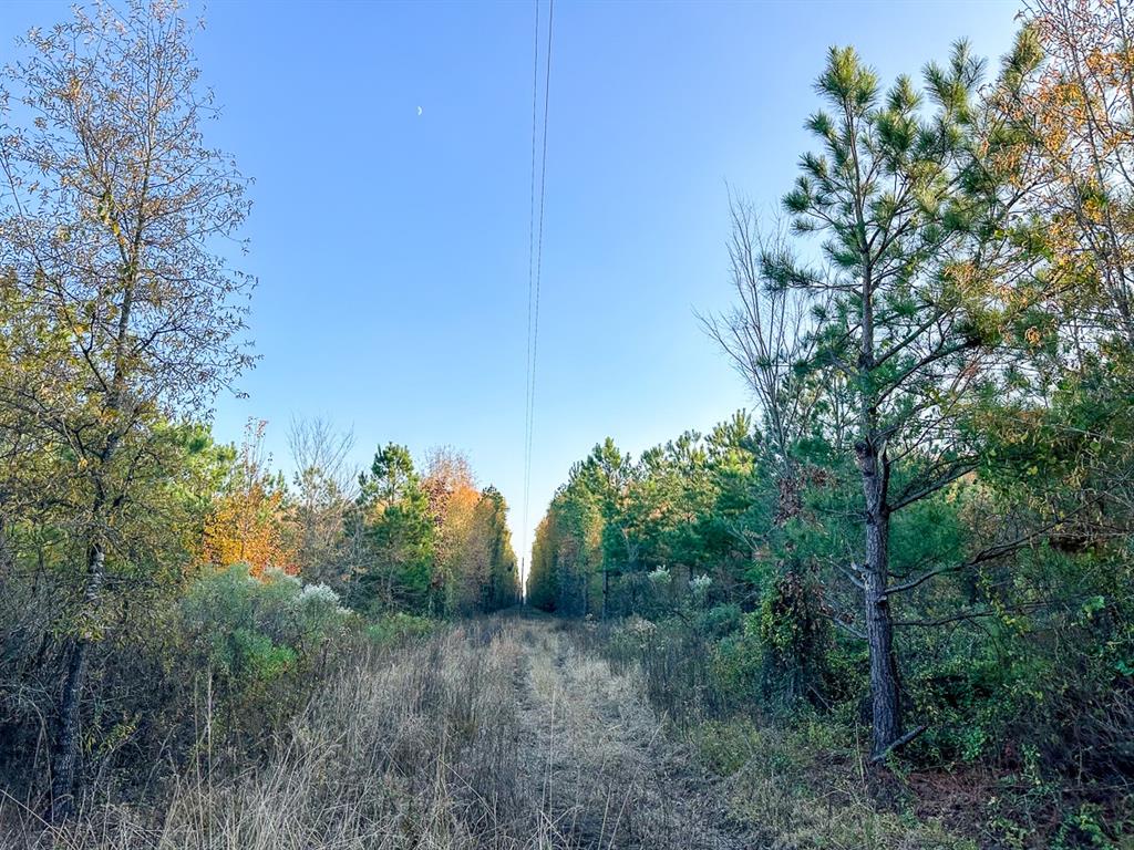 a view of a forest with trees in the background