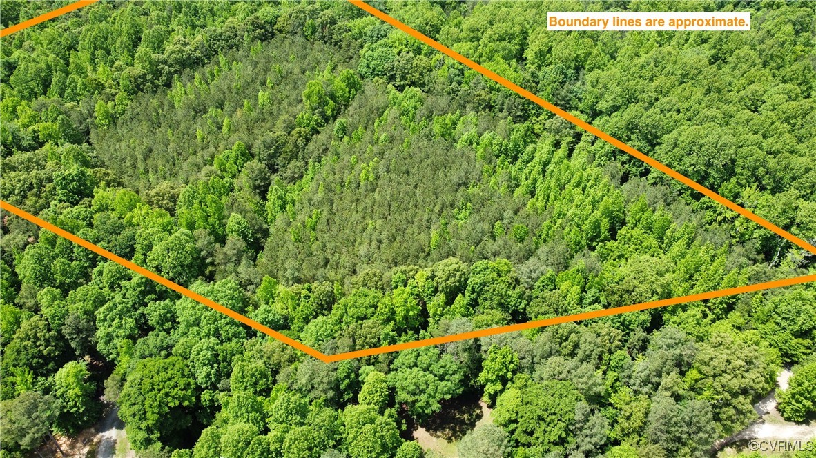 a close up of a lush green forest with large trees