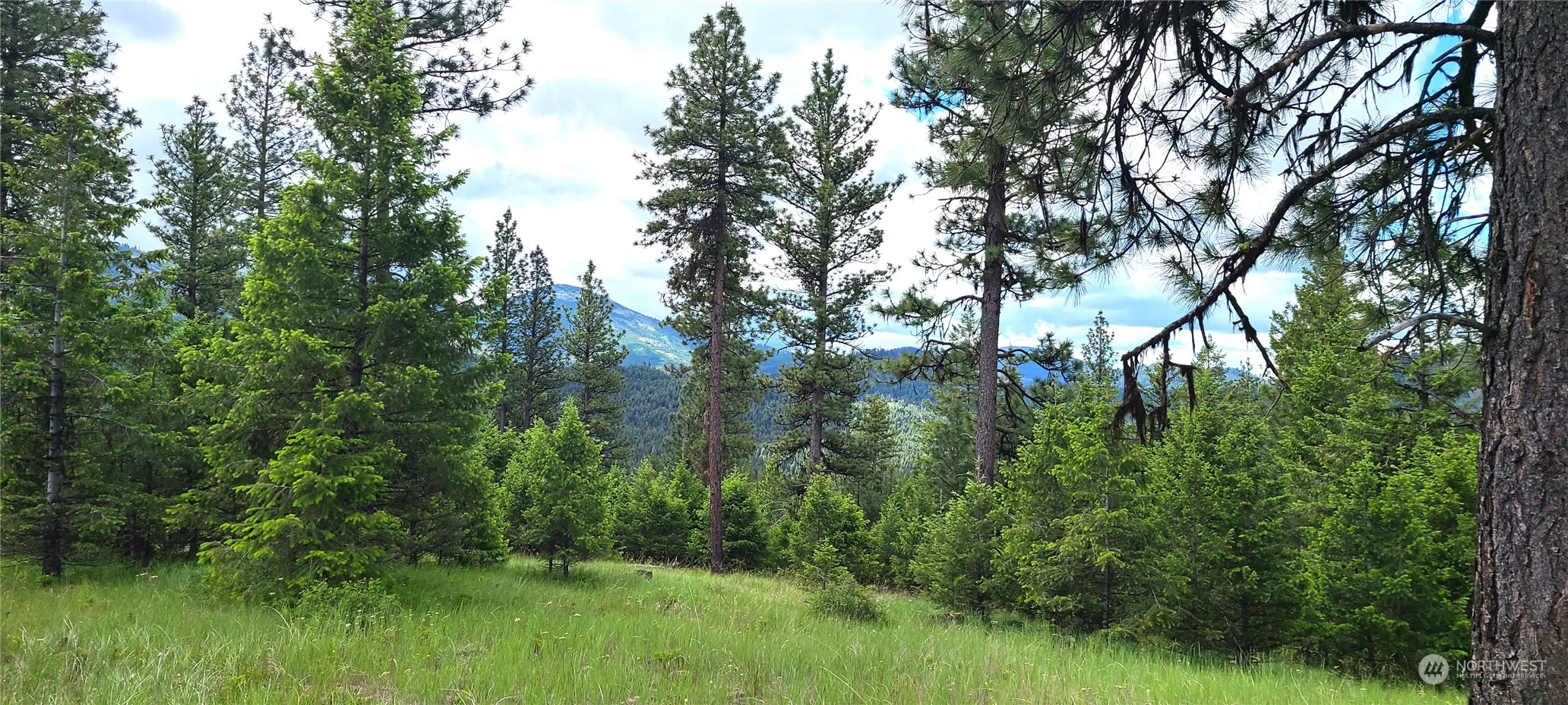 a view of a lush green forest with lots of trees