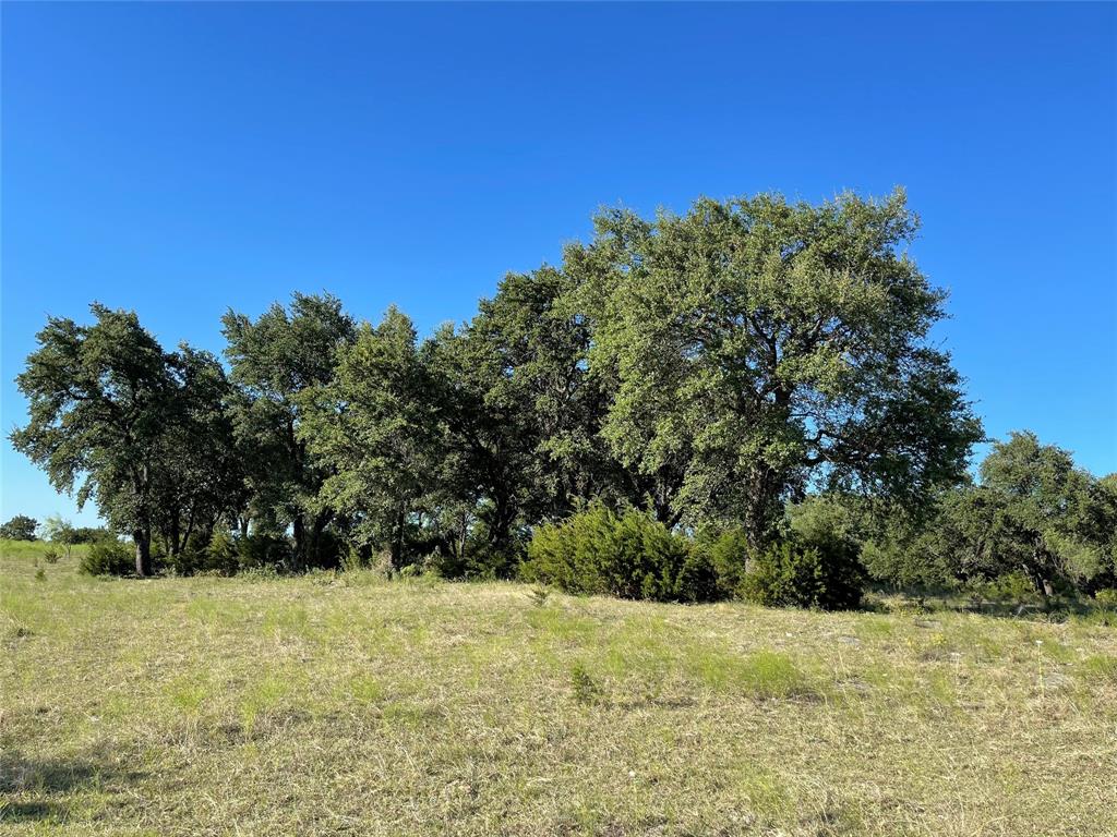 a view of a yard with a tree