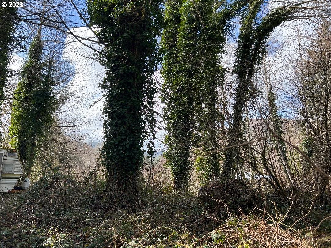 a view of a forest with lots of trees