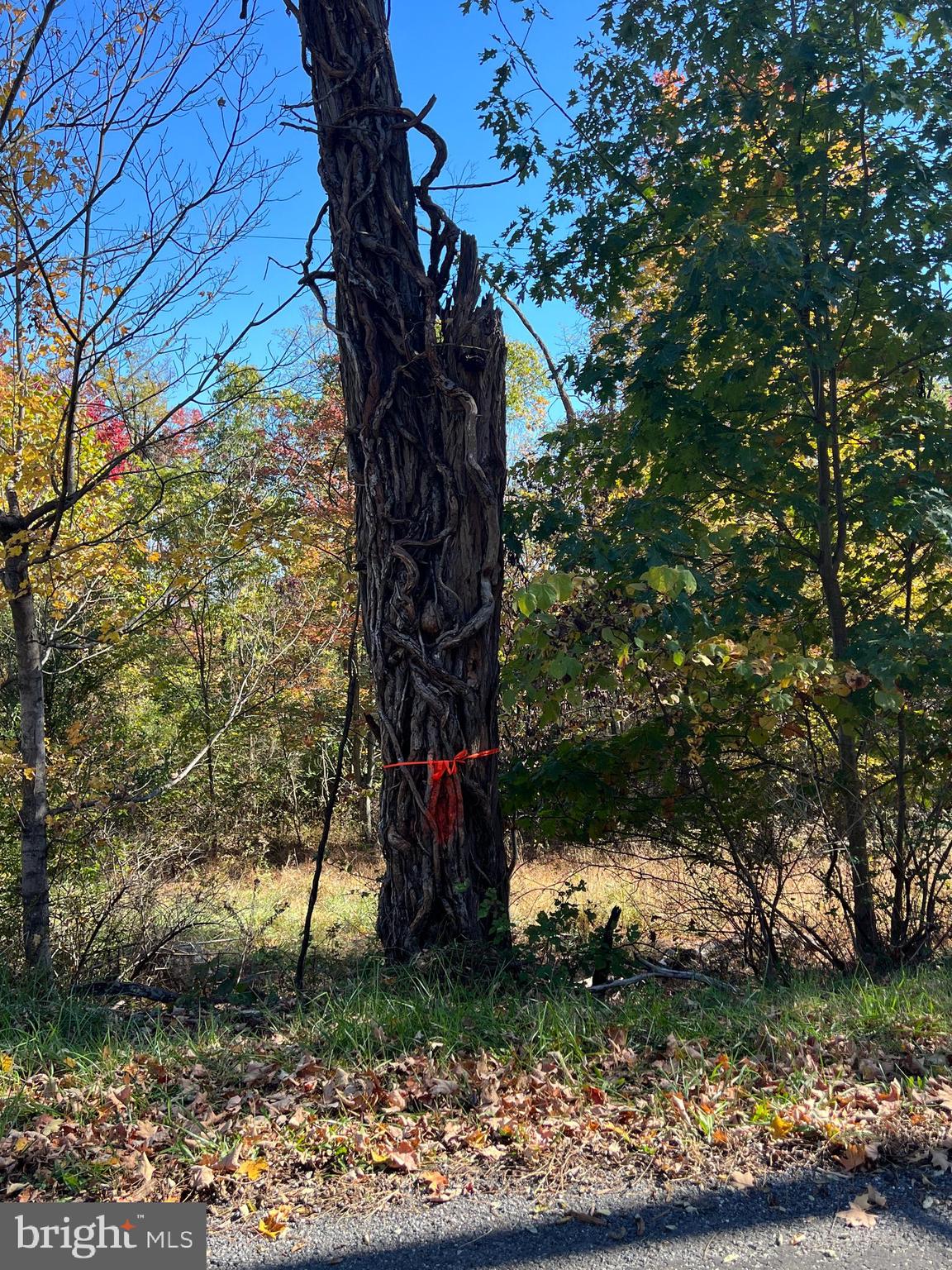 a view of a yard with a tree