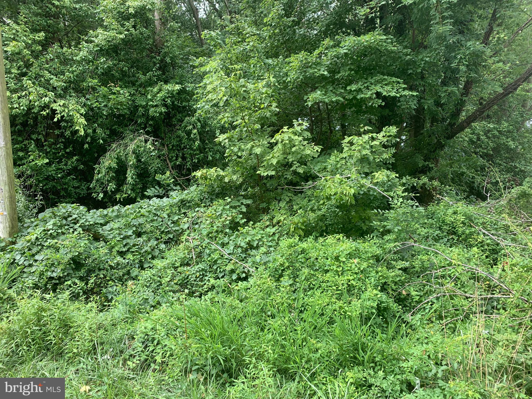 a view of a lush green forest