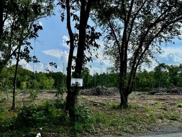 a view of a tree in a yard