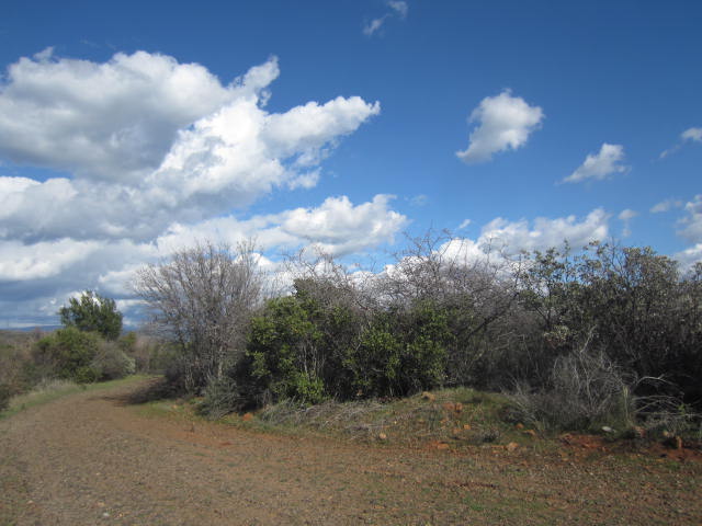 a view of a big yard