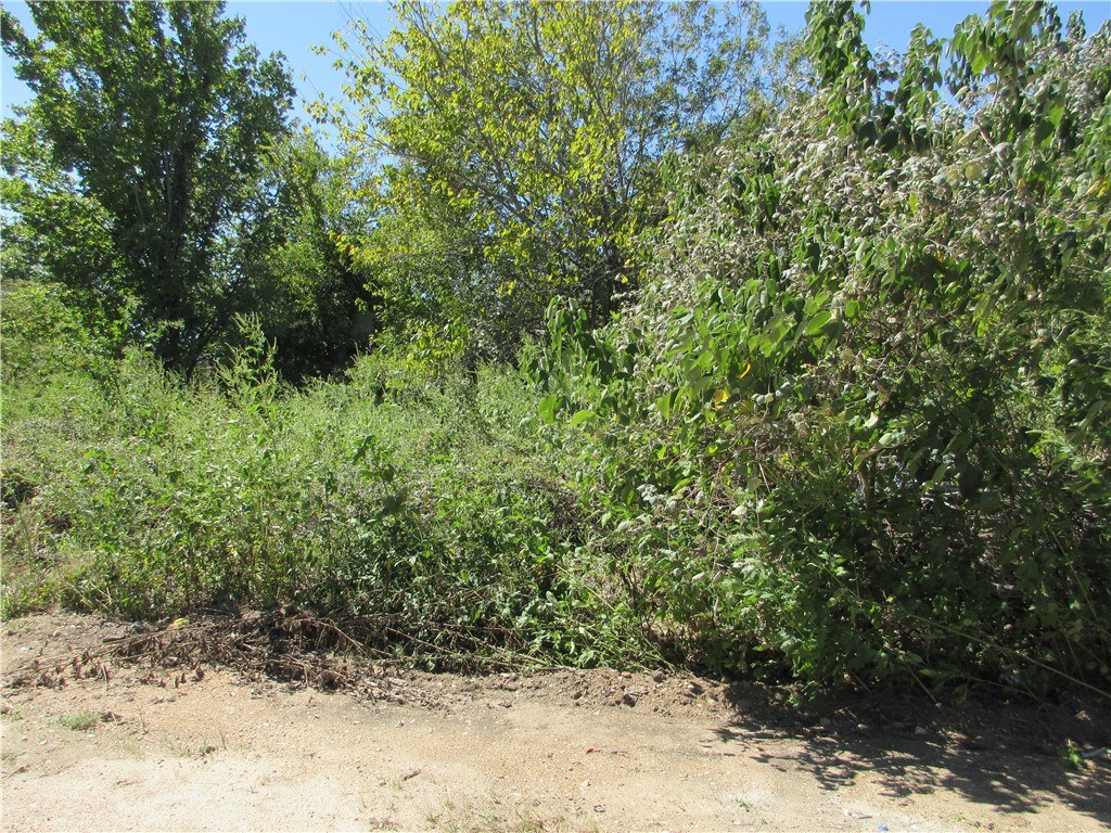 a view of a yard with plants and large trees