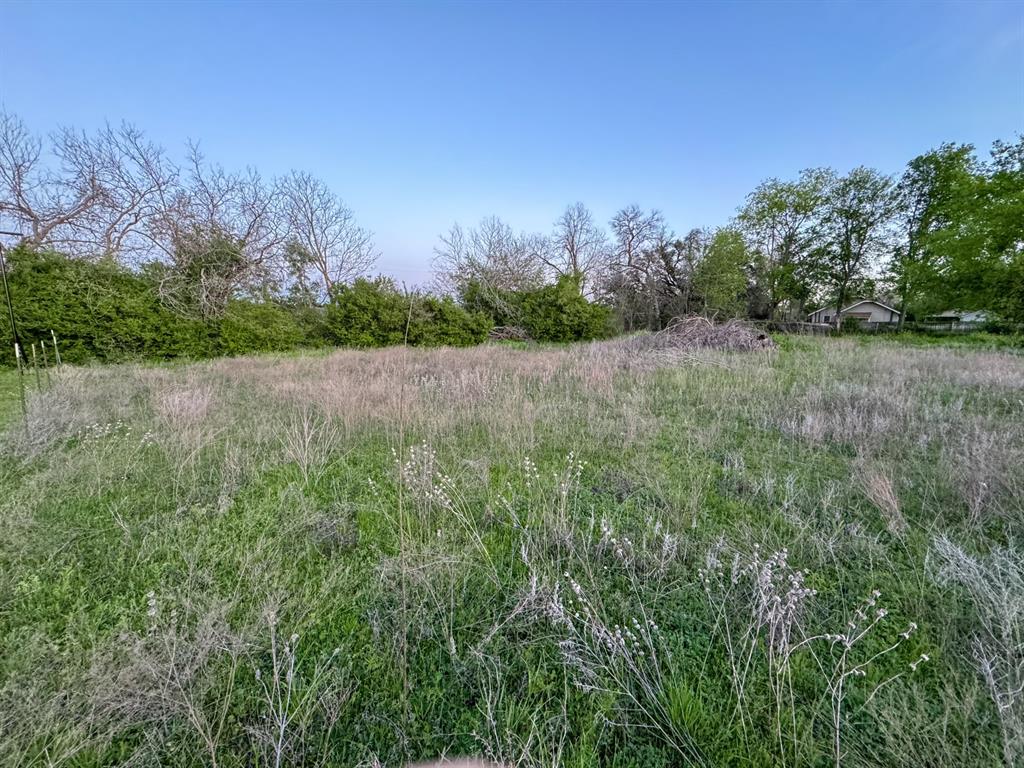 a view of a yard with a tree