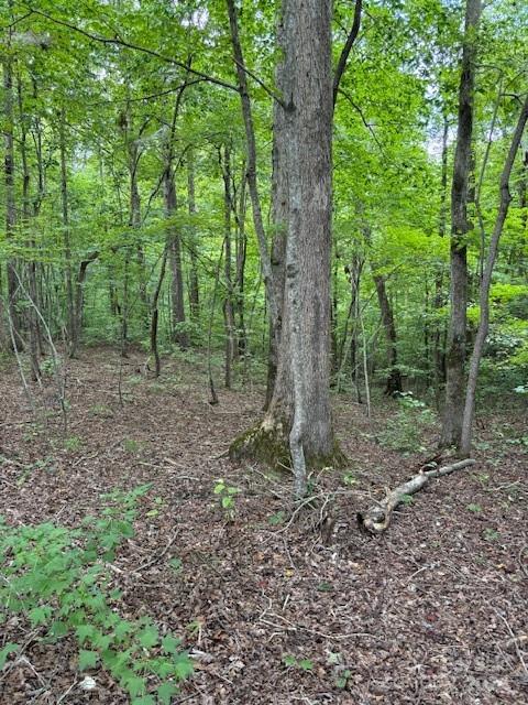 a view of a forest with trees in the background