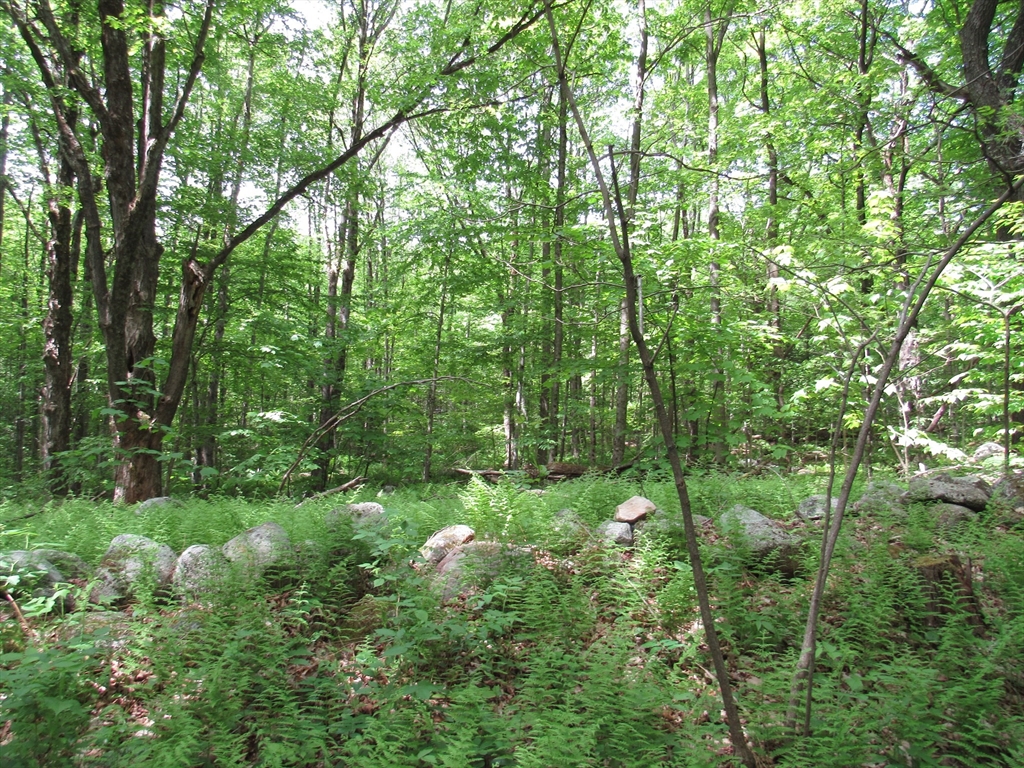 a view of a lush green forest