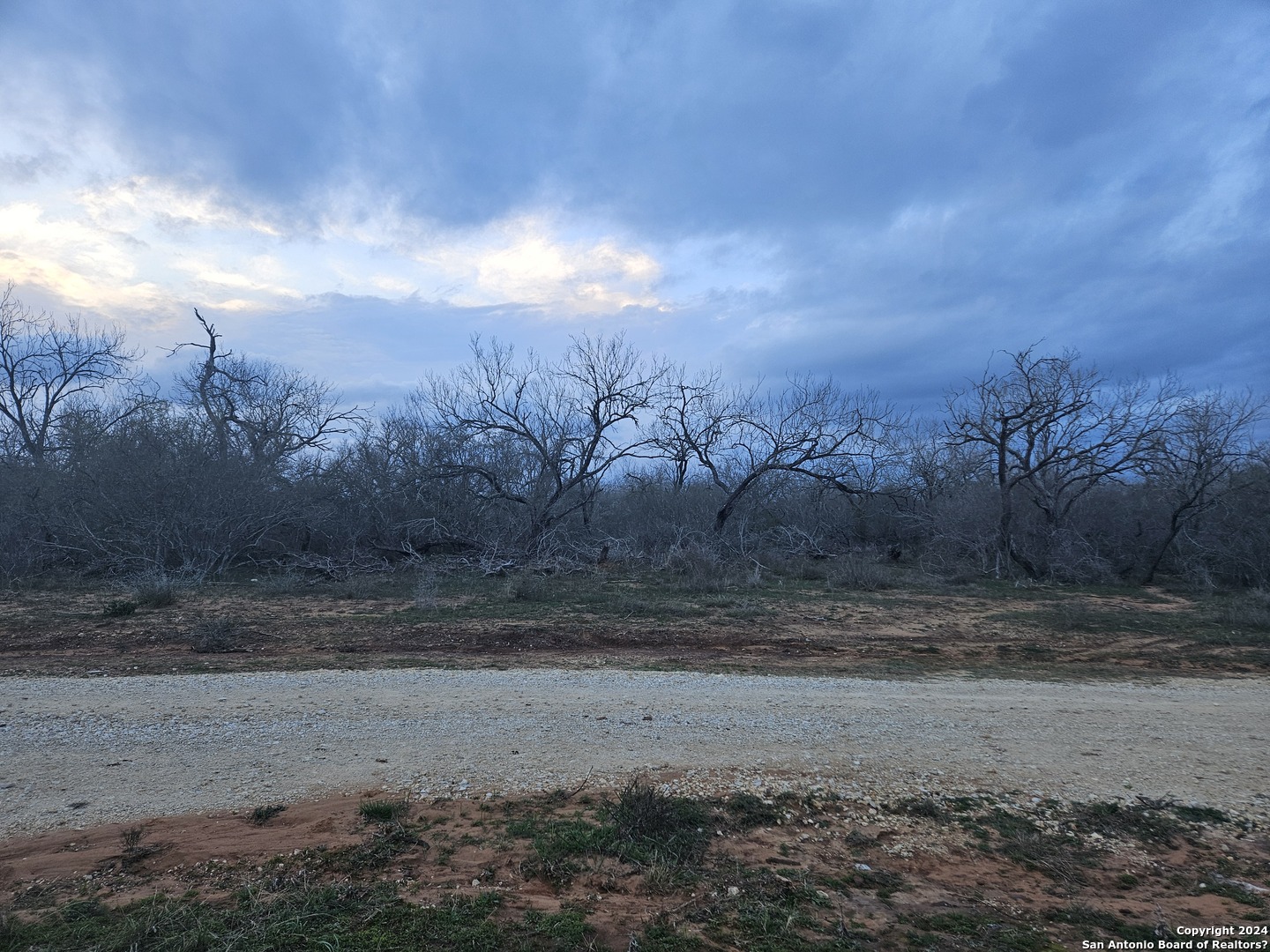 a view of dirt yard with a large tree