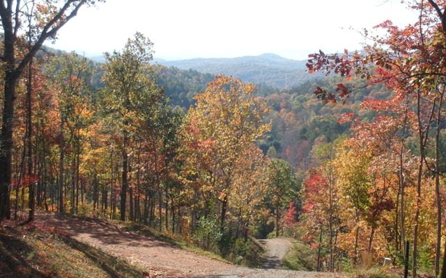 a view of a forest with a tree