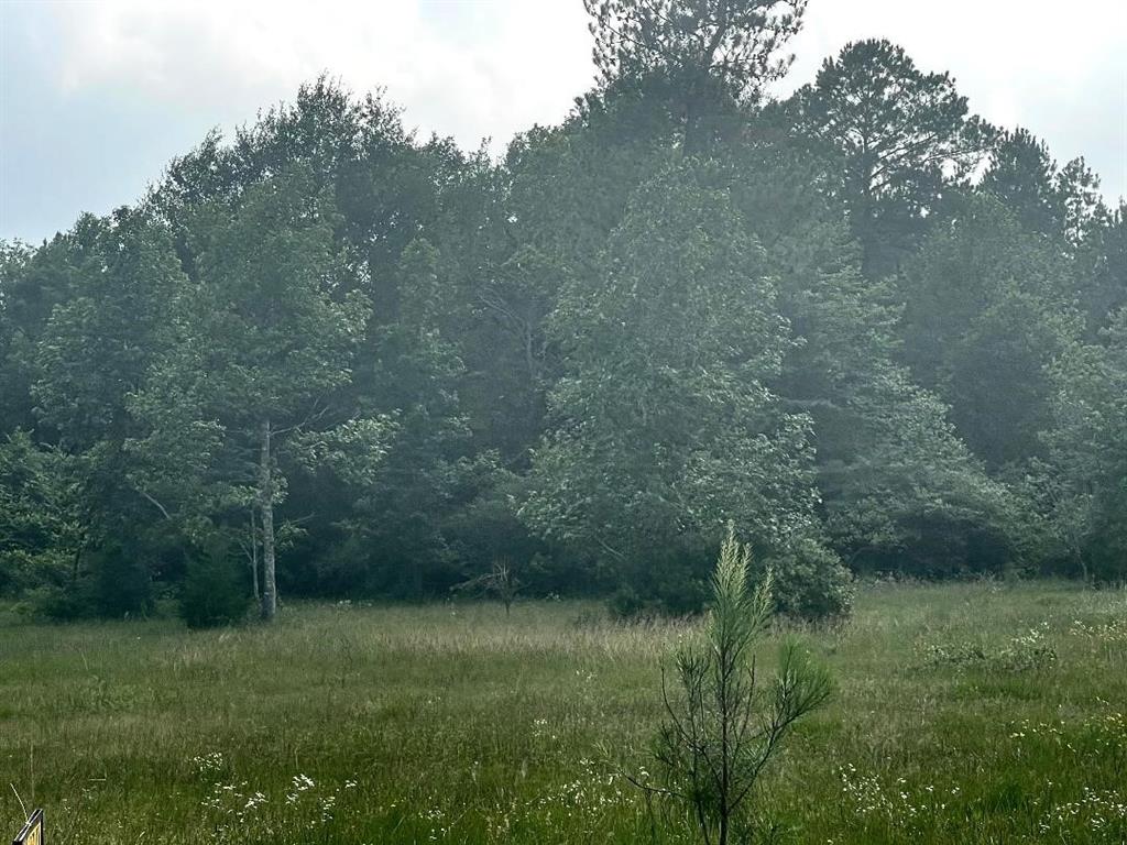 a view of a lush green forest