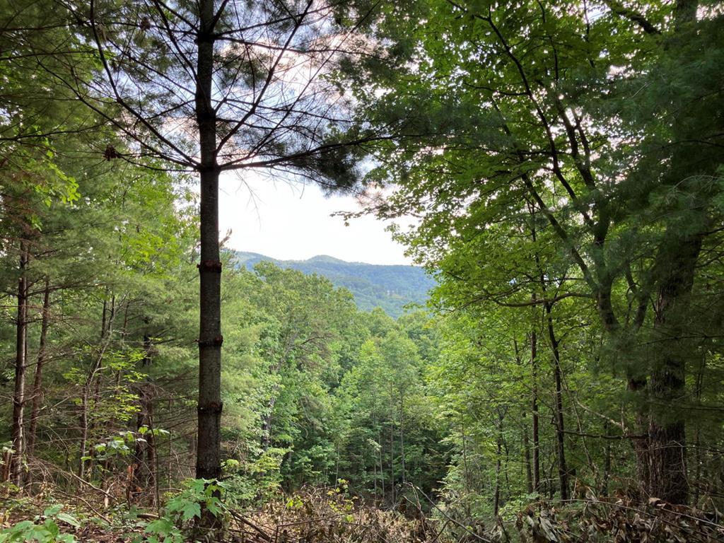 a view of a forest with a tree