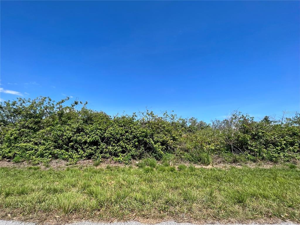 a view of a large yard with lots of bushes