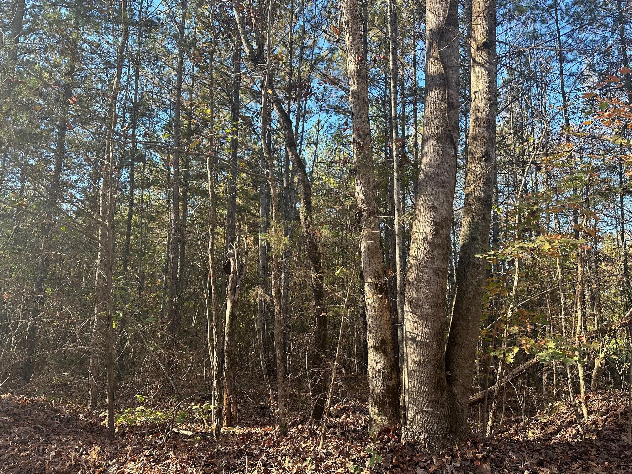 a view of forest