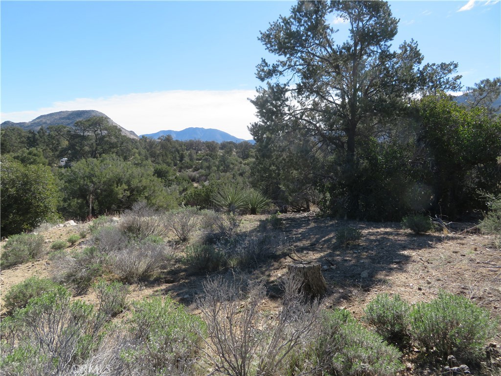 a view of a forest with a tree