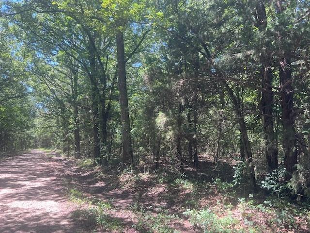 a view of a forest