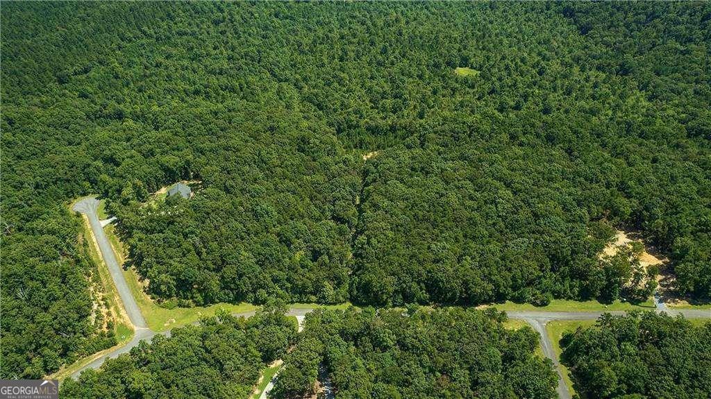 a view of a lush green forest