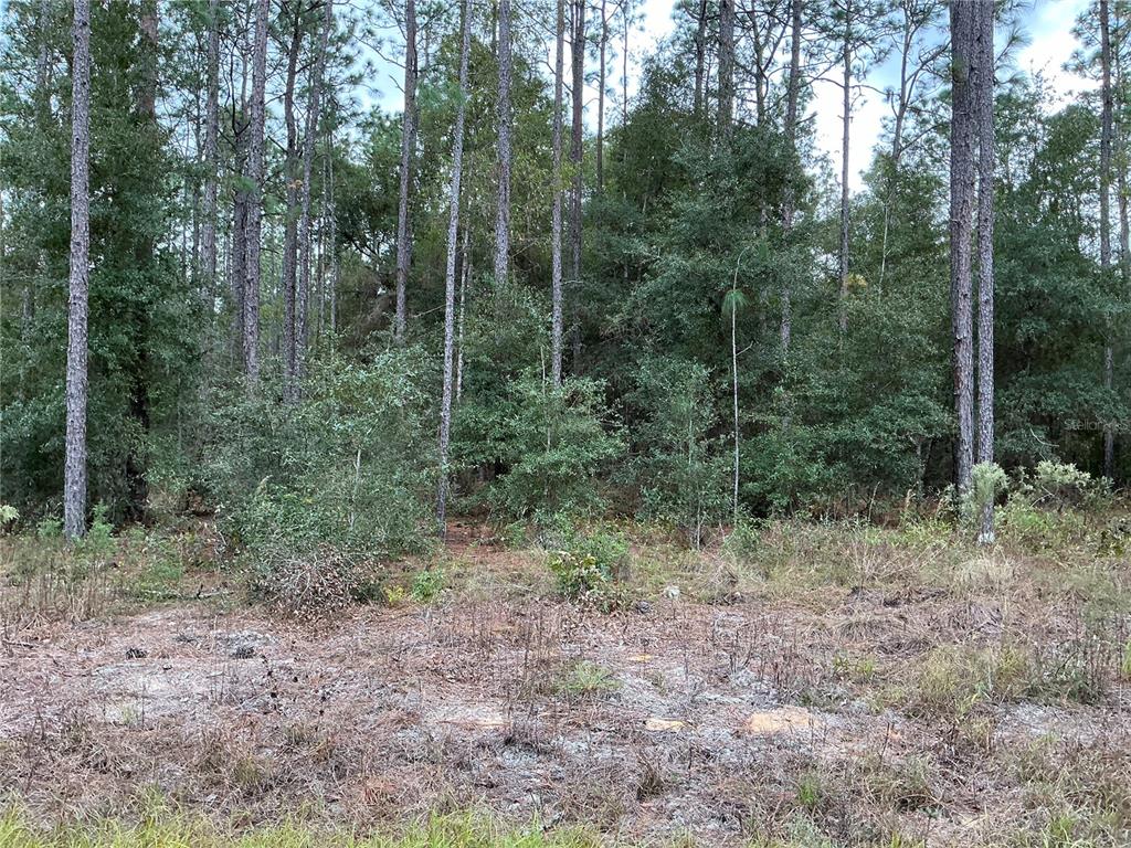 a view of a forest that has large trees