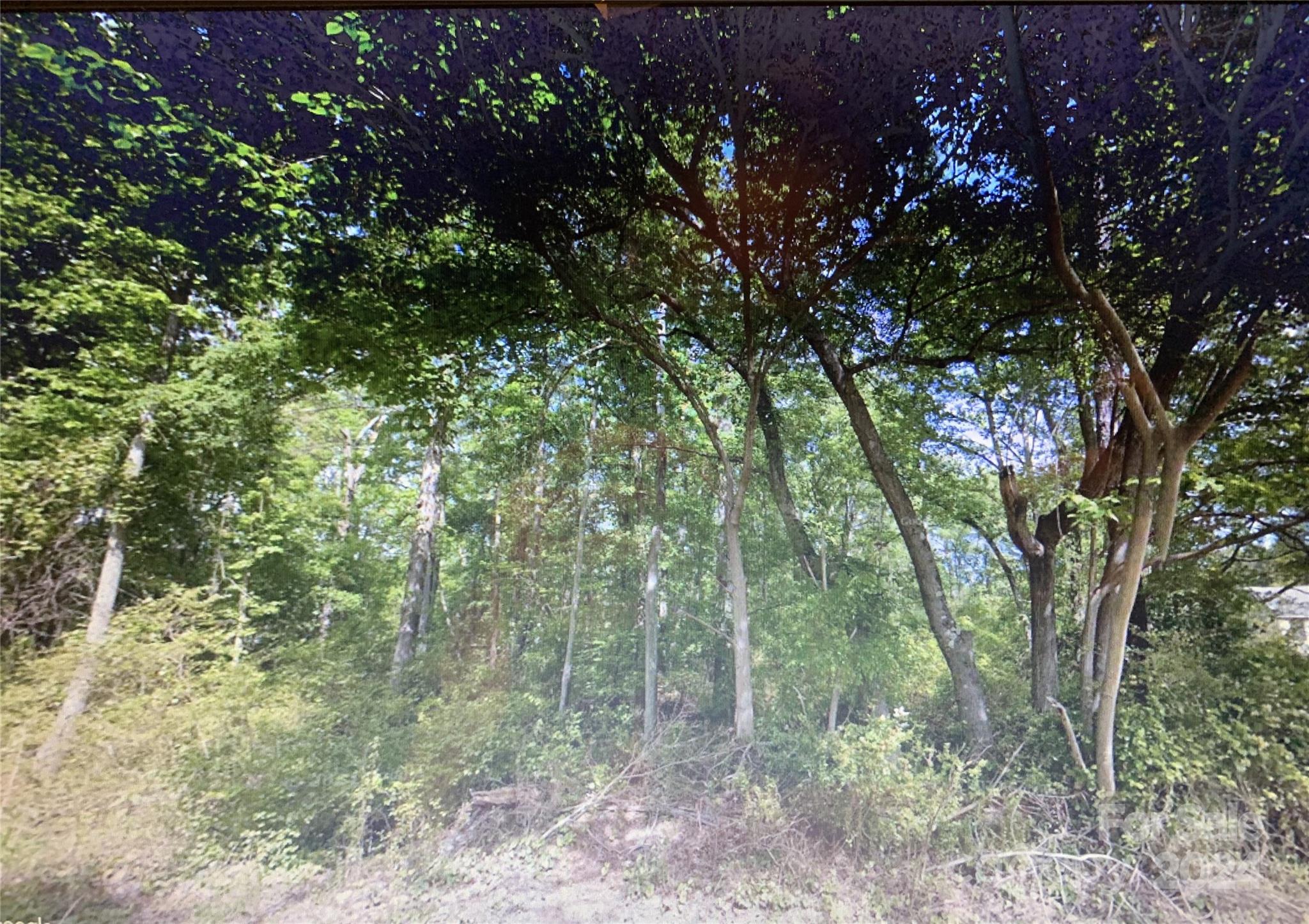 a view of a forest with lots of trees