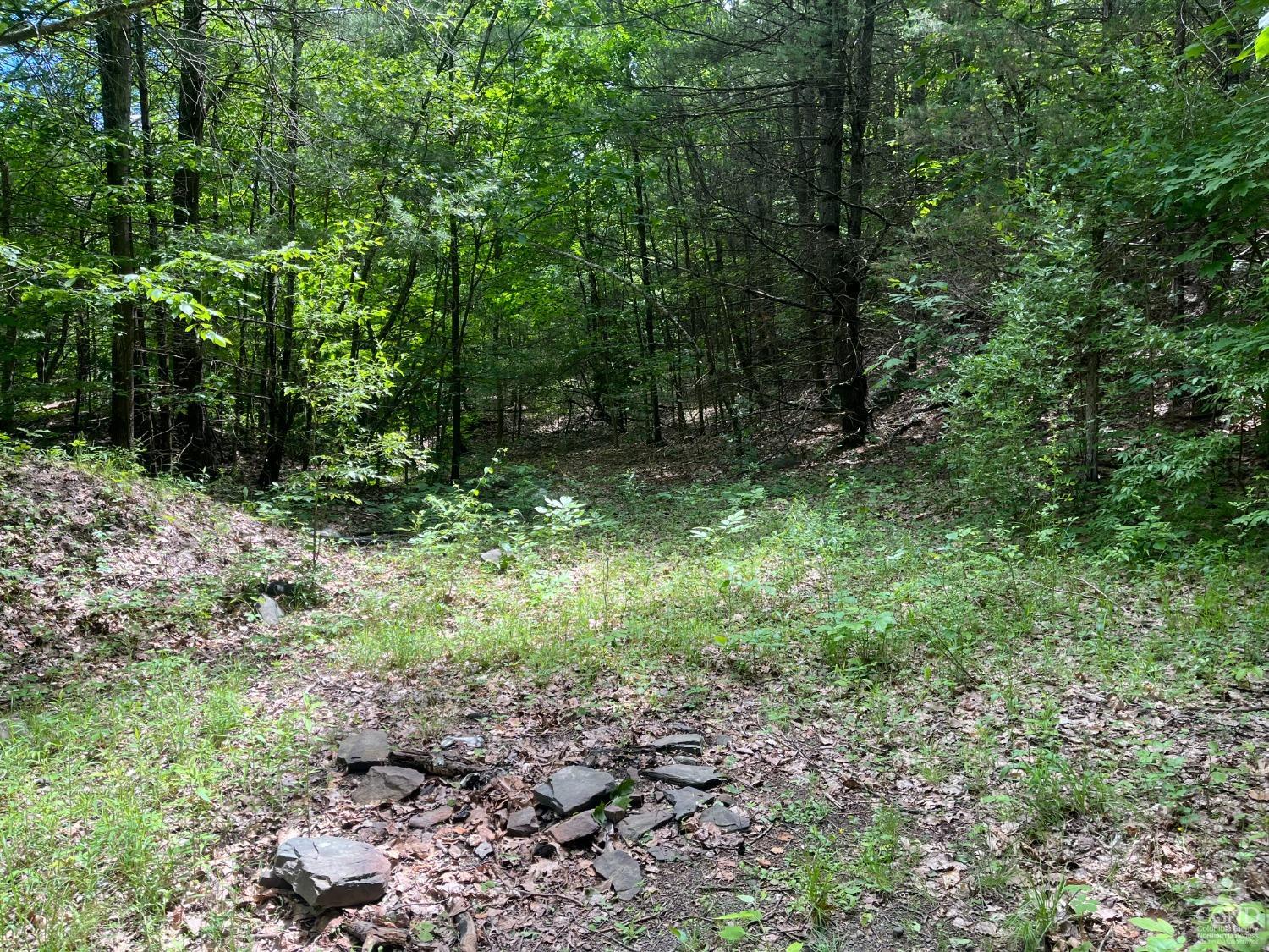 a view of a lush green forest