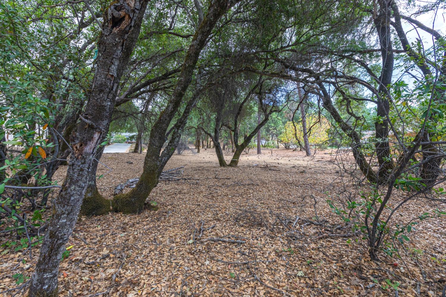 a view of outdoor space and yard