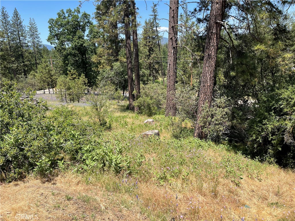 a view of a yard with large trees