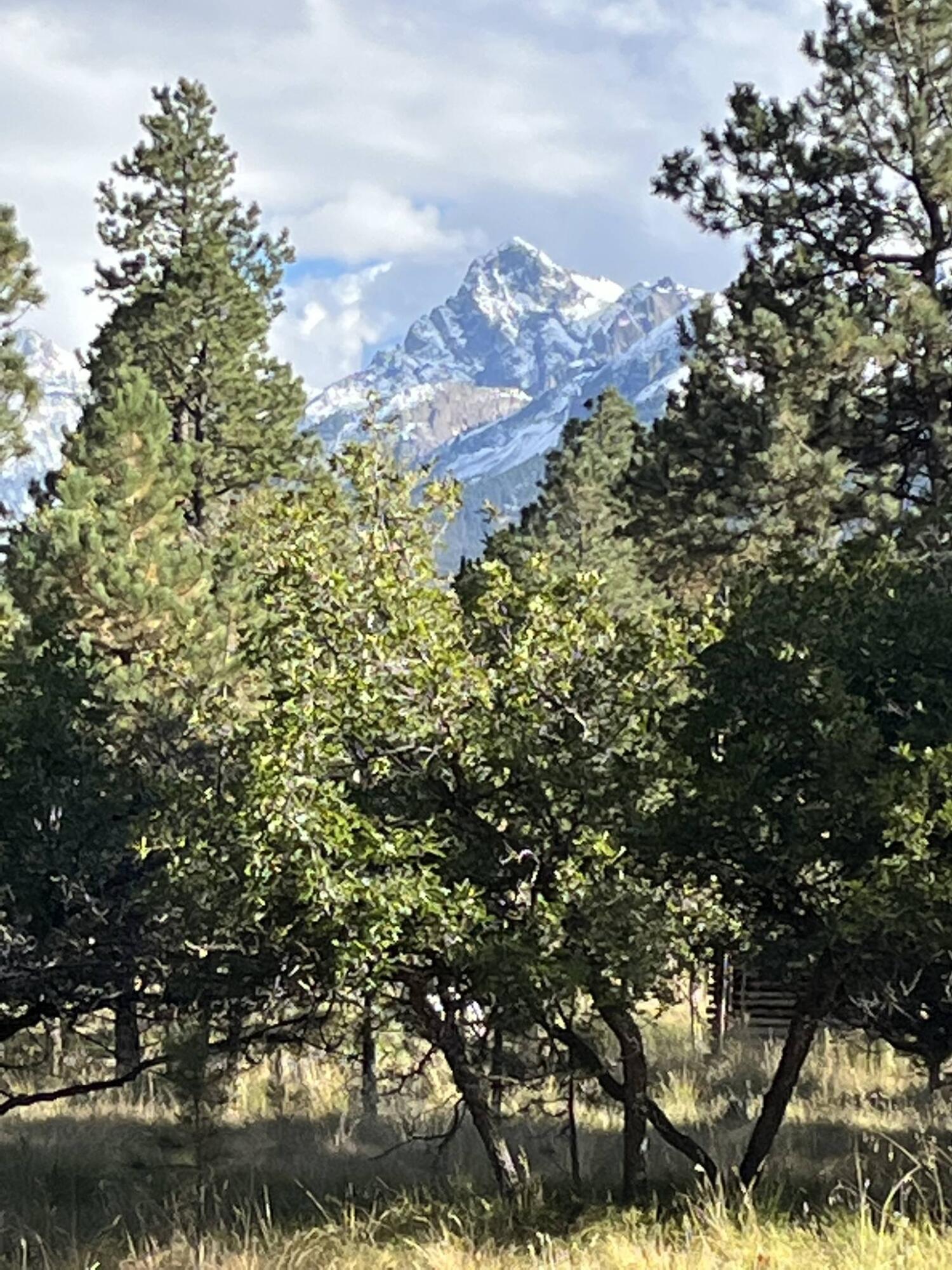 MTN VIEW THROUGH TREES