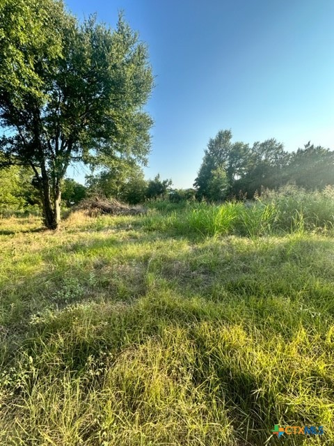 a view of a field with a tree