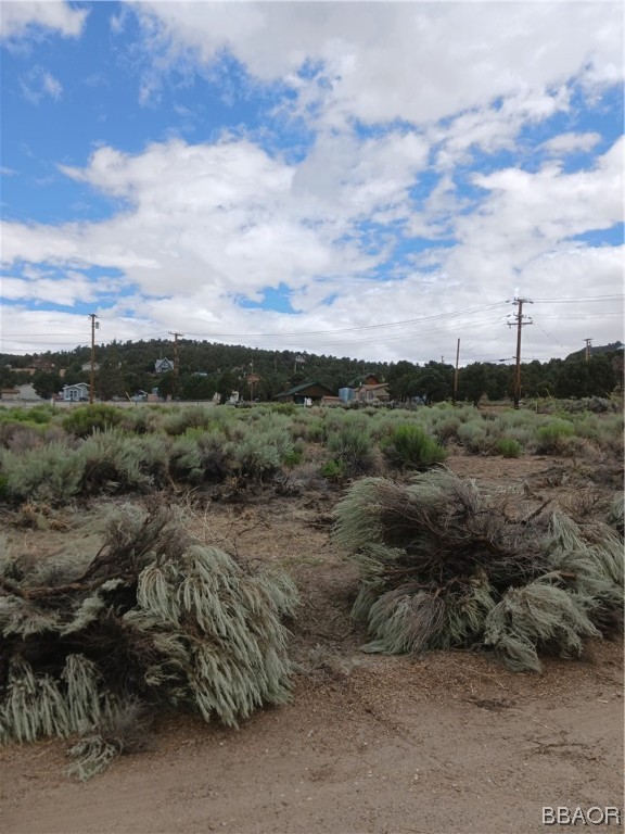 a view of a dry yard with lots of trees