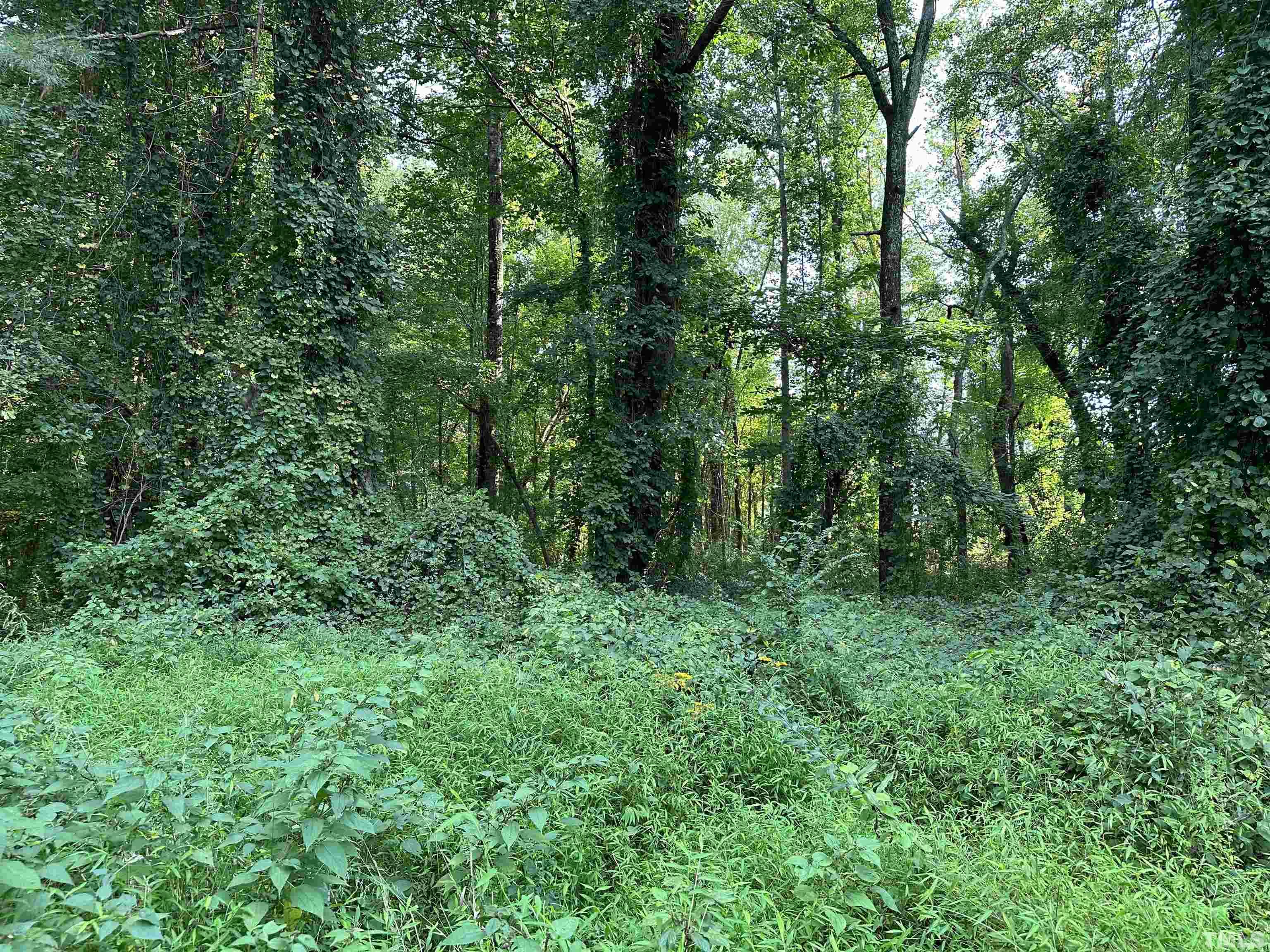 a view of a lush green forest