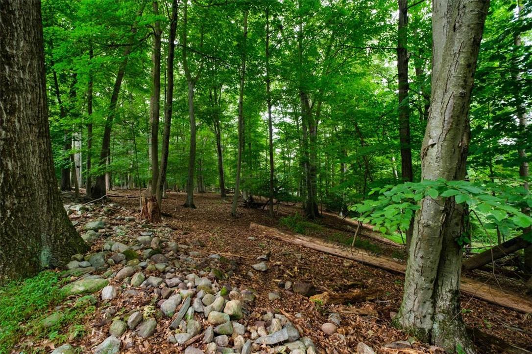 a view of a forest with trees in the background